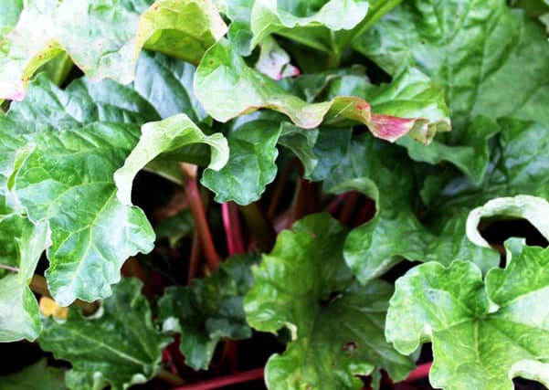 MATCH STICKS: Rhubarb crowns are best planted in the spring or autumn.