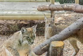 Farmers remain concerned about a campaign to reintroduce the Eurasian lynx to Britain.