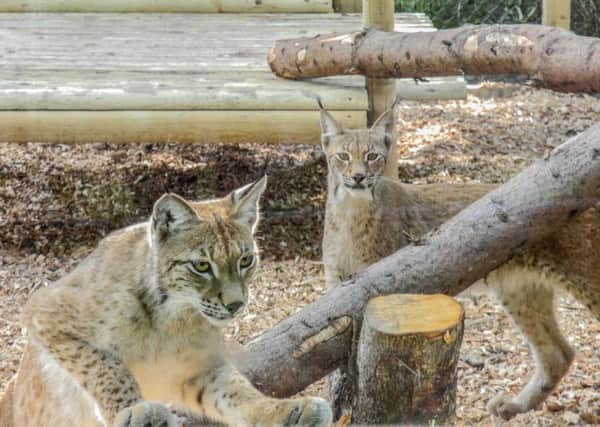 Farmers remain concerned about a campaign to reintroduce the Eurasian lynx to Britain.