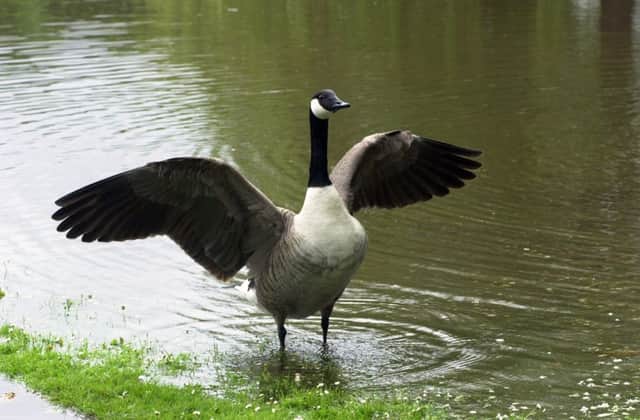Geese in Rowntree Park, York
