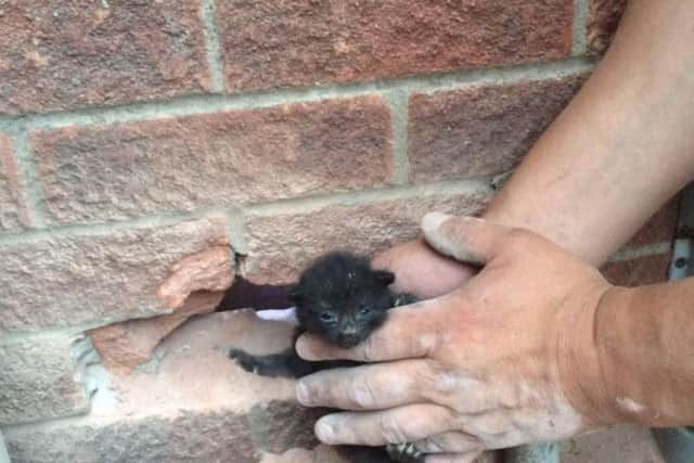 Humberside Fire and Rescue Service rescued this kitten stuck in a cavity wall last month