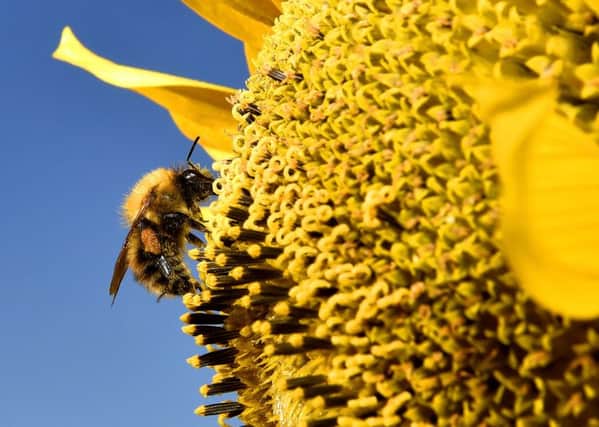 The decline of wild bees across England is linked to the use of controversial pesticides, according to scientists.