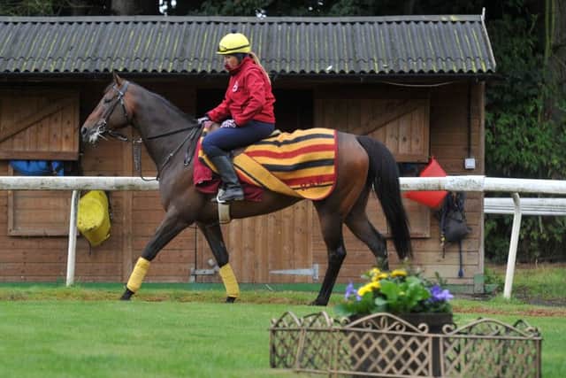 Sophie Griffiths with Take Cover in the yard at Bawtry ahead of the Ebor festival.  (Picture Tony Johnson).