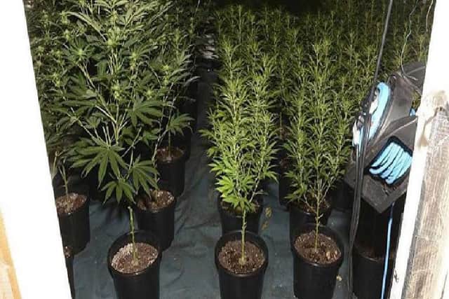 Almost 400 plants were seized from the house in New Road.
