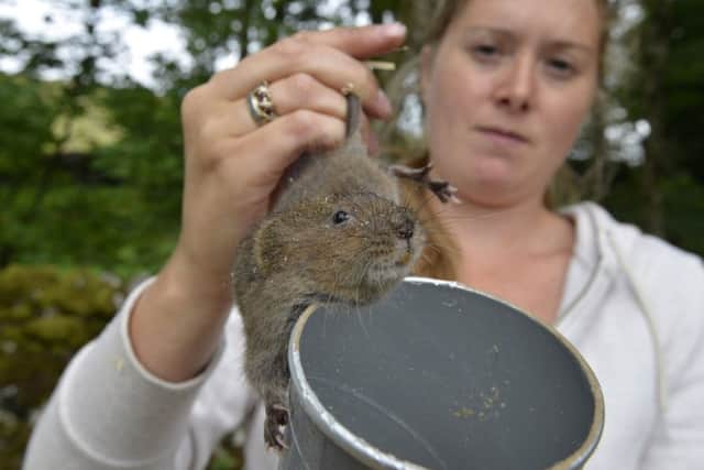 100 water voles are being reintroduced into Malham Tarn, England's highest freshwater lake.