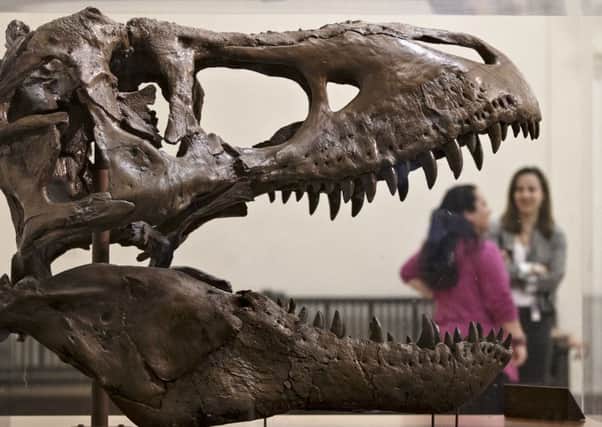 Paleontologists with Seattle's Burke Museum have unearthed the bones of a Tyrannosaurus rex that lived more than 66 million years ago, including a rare nearly complete 4-foot long skull, which was unloaded at the Burke Museum. The skull excavated in Montana in 2016 is not the same as the one pictured. Image: AP Photo/J. Scott Applewhite, File.