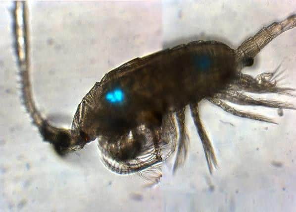 A tiny marine copepod (called Centropages) has ingested microbeads from a widely used facewash. The microbeads are visible in the animals gut as glowing blue dots. The image is taken using a fluorescence microscope.
Copepods are a species of zooplankton and are one of the most abundant species on the planet, swimming in the surface waters of the ocean. They are a vital food source for other marine creatures.