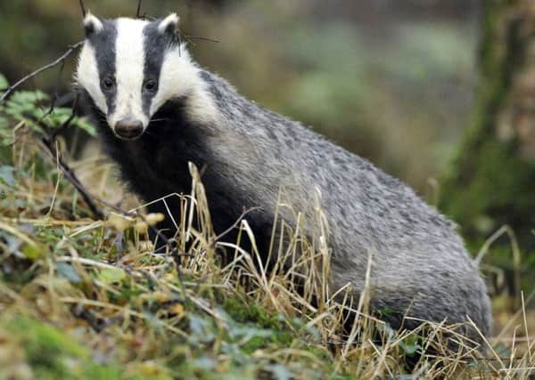 The debate over badger culling continues to rage. (PA).
