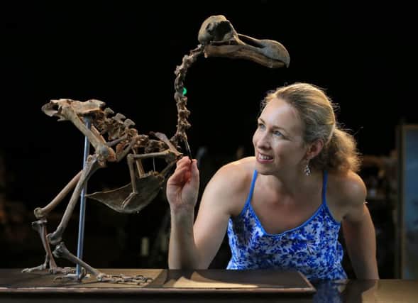 Employee Lindsay Hoadley prepares an almost complete Dodo skeleton at  Summers Place Auctions in Billingshurst, West Sussex, where it will be the first of its kind to come up for sale in nearly 100 years. Image: Gareth Fuller/PA Wire