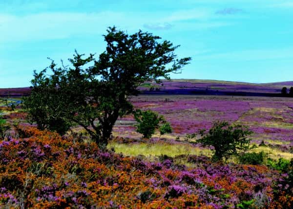 Purple heather on Spaunton Moor on the North York Moors above Hutton le Hole. The North York Moors will feature in the new programme.