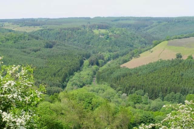 Looking across the wooded gorge of Newton Dale
