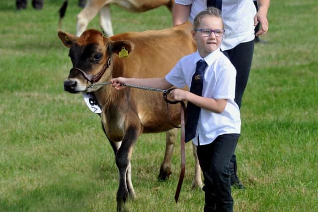 Faith Davidson, six, from Cleckheaton keeping her Jersey heifer, Ella, under control in a dairy class at Wensleydale show at Leyburn.