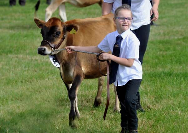 Faith Davidson, six, from Cleckheaton keeping her Jersey heifer, Ella, under control in a dairy class at Wensleydale show at Leyburn.
