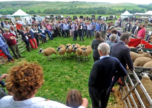 Sheep judging draws a crowd at Kilnsey Show.  Pictures: Tony Johnson.