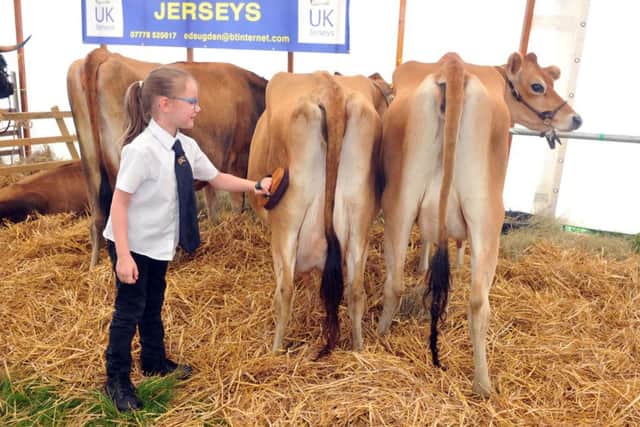 Faith Davidson from Cleackheaton prepares her Honeygirl Jersey cows for judging.