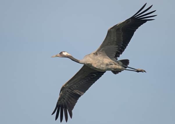 The common crane can be seen in flight with its long legs extending beyond the tail.  Picture: Tony MacLean