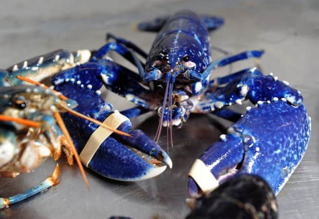 A lobster bound for foreign shores at Baron Shellfish, the only Bridlington-based wholesaler to export. Picture: Jonathan Gawthorpe