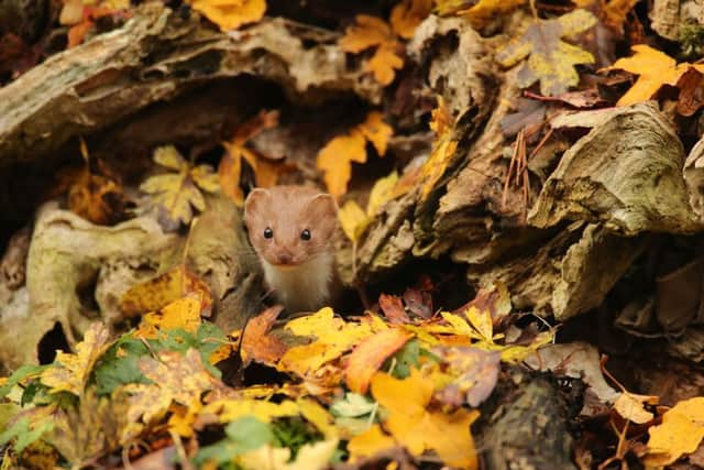 Photo issued by the British Wildlife Photography Awards of 'Common Weasel' taken by Robert E Fuller, the winning photograph in the British Seasons (Autumn) category.