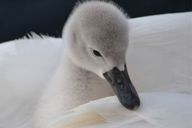 Photo issued by the British Wildlife Photography Awards of 'Cygnet with Swan' taken by Seren Waite, the winning photograph in the Under-12 category.