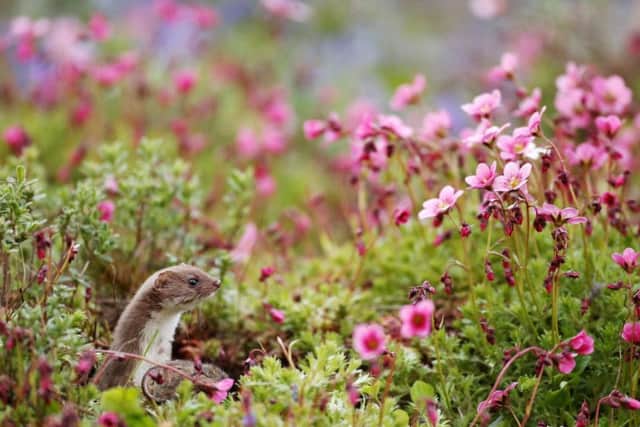 Photo issued by the British Wildlife Photography Awards of 'Common Weasel' taken by Robert E Fuller, the winning photograph in the British Seasons (Spring) category.