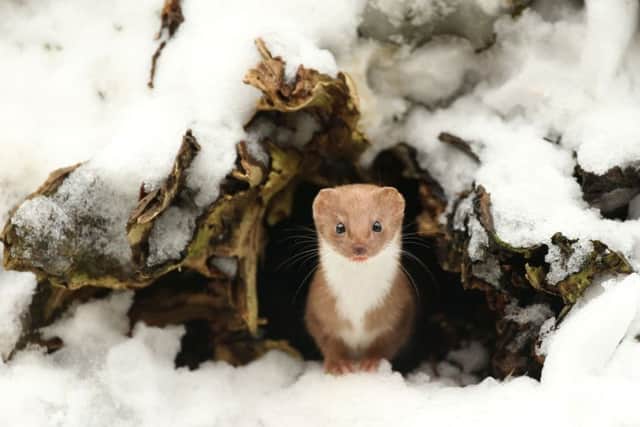 Photo issued by the British Wildlife Photography Awards of 'Common Weasel' taken by Robert E Fuller, the winning photograph in the British Seasons (Winter) category.