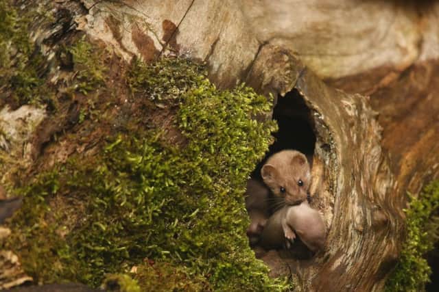 Photo issued by the British Wildlife Photography Awards of 'Common Weasel' taken by Robert E Fuller, the winning photograph in the British Seasons (Summer) category.