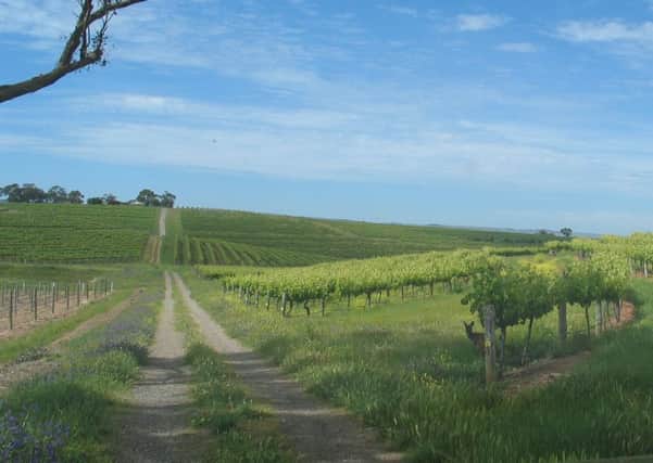 The Hardy vineyards.