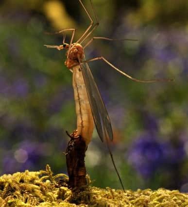 Billions of daddy longlegs are set to hatch out this autumn in a "boom of food" for wildlife