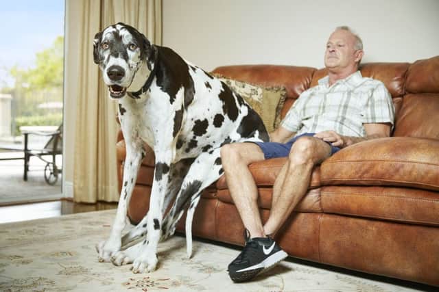 The tallest living dog Lizzy, the Great Dane from Florida with owner Greg as they appear in this year's Guinness World Records.