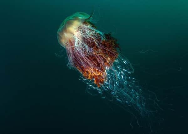 George Stoyles award-winning shot of fish taking refuge in the tentacles of a jellyfish.