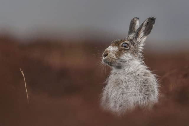 'Contemplation' (a Mountain hare) taken by Jamie Mina, the winning photograph in the Animal Portraits category.