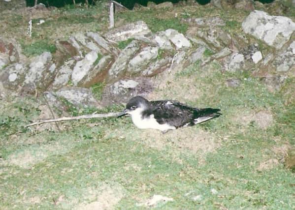 Manx shearwaters can make the 6,000-7,000 mile journey to South America in less than a fortnight.  Picture: Bill Teale
