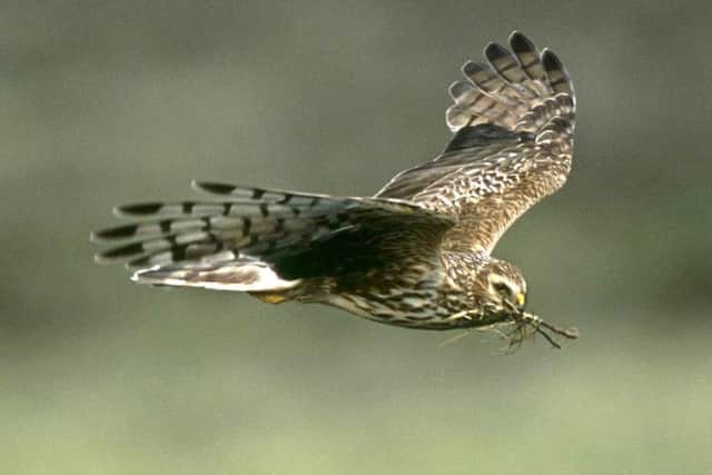 The hen harrier was once widespread across the UK but no breeding pairs have been detected in Yorkshire for around a decade, the RSPB said.  Pic: RSPB Images/PA Wire