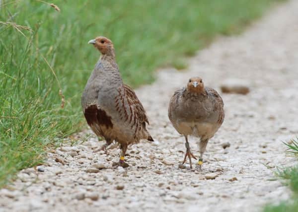 Yorkshire's grey partridge population fell by 70 per cent between 1995 and 2014, according to the RSPB.  Pic: Game & Wildlife Conservation Trust/PA Wire.