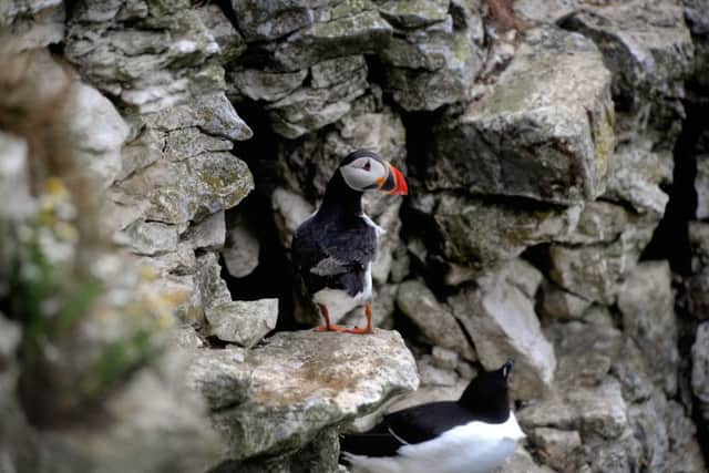 Puffins are among species of seabirds whose populations the RSPB said are struggling nationally.  Picture: James Hardisty.
