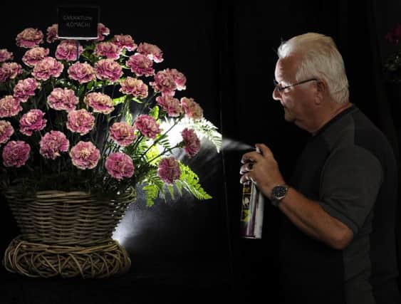 Paul Toon sprays leaf shine on his carnations. Pictures by Simon Hulme