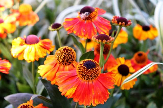 HOT STUFF: Heleniums can flower well into autumn.