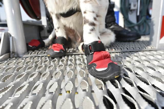 Mike Shooter and Jon Willingham have set up non-profit company, K9FI, which provides hydro dogs to the fire service and police. Picture: Ross Parry Agency