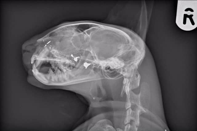 Max the  cat was shot up the nose with an air rifle and has had a pellet left permanently embedded in his skull