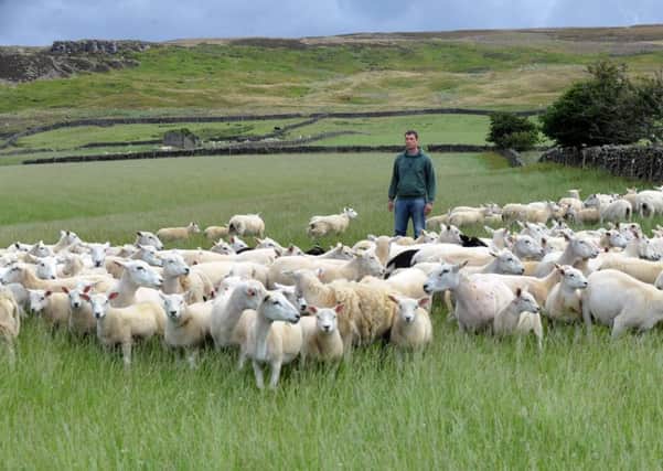 North Yorkshire sheep farmer Richard Findlay said there was no reason why all major retailers could not commit to 100 per cent British lamb on their shelves during the peak British lamb production season.  Pic: Gary Longbottom.