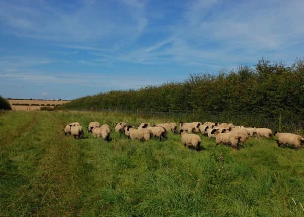 Sheep roaming in the Yorkshire Wolds