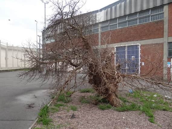 A mulberry bush at HMP Wakefield, which has been shortlisted for the "tree of the year".