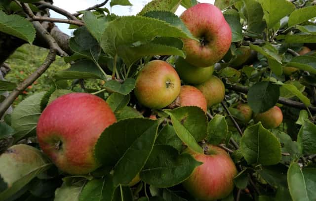 Apple growers hope a late but bountiful season will be met with renewed enthusiasm from consumers wanting to support local producers post Brexit.