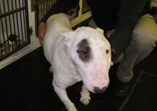 File picture of an English bull terrier