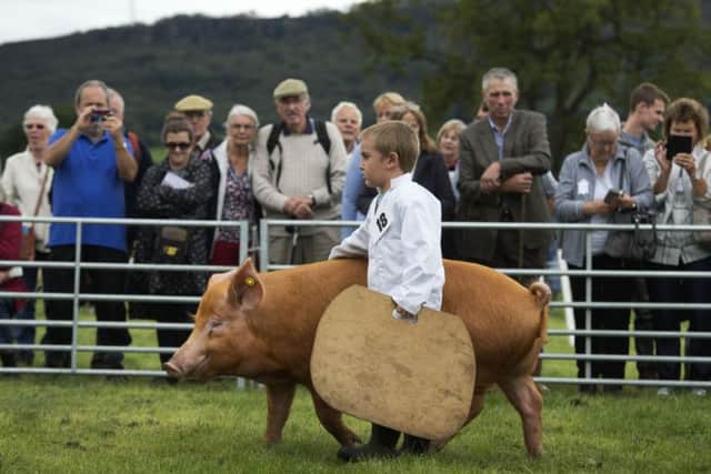 Alfie Holding, aged five, of York, showing a Tamworth pig.