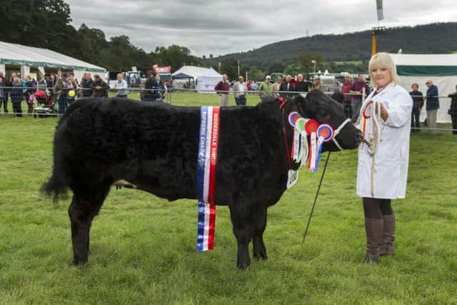 The supreme beef champion, a Belgian Blue Cross Limousin, called Bonita Bootie, shown by Clare Cropper, 24, of Mill House Farm, Long Preston, near Skiption.