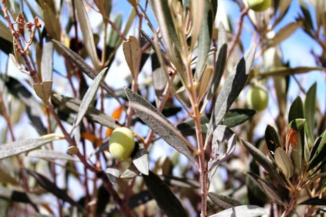 COLD COMFORT: Container-grown olive trees are best taken indoors when winter approaches.
