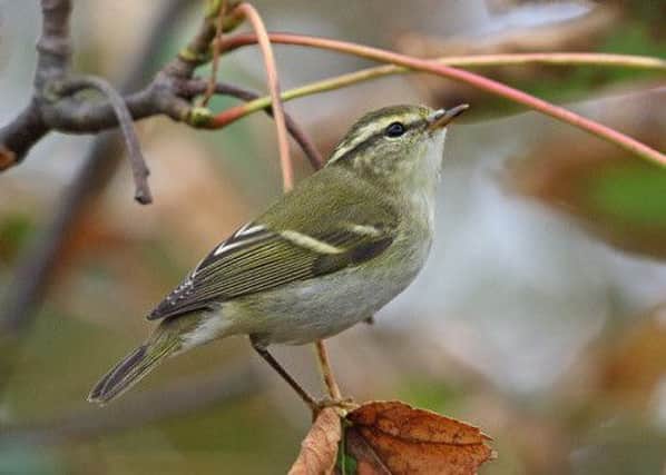 There are two theories as to why sightings of yellow-browed warblers are increasing. Picture: Jim Welford