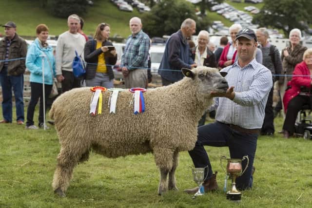 Andrew Fisher, with his winning Wensleydale Sheep.