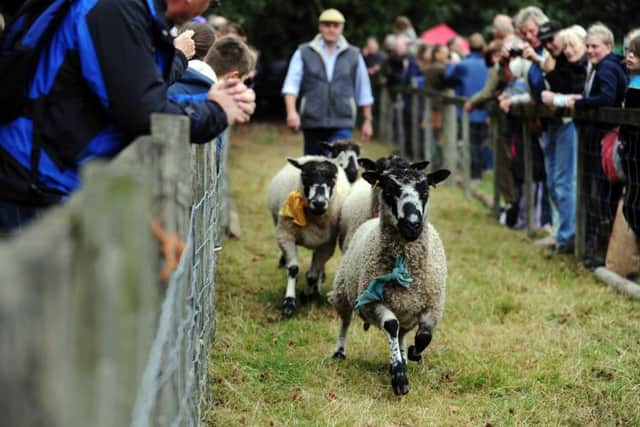 Sheep racing at Masham Sheep Fair.  Picture: Jonathan Gawthorpe